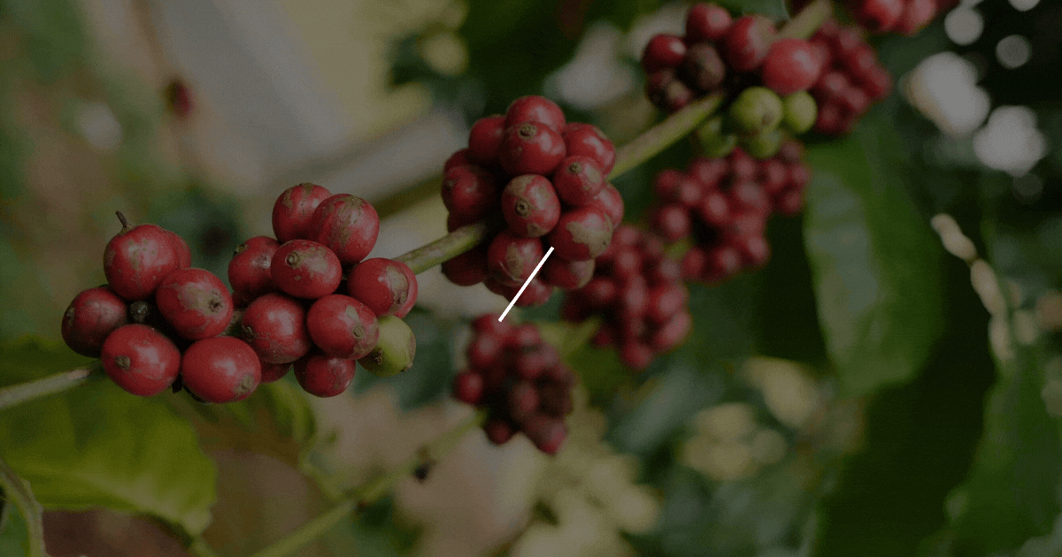 câu chuyện về cuộc chiến vương quyền giữa arabica vs robusta
