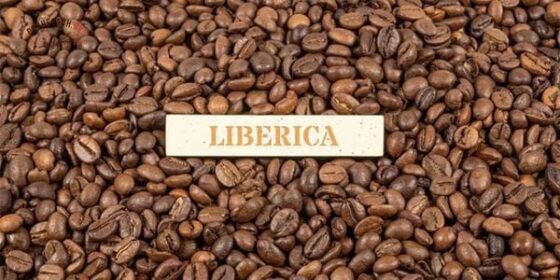 Cà phê Liberiaca là gì?